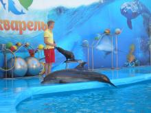 Дельфинарий в Скадовске