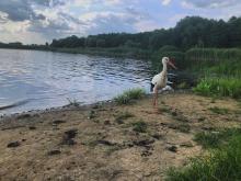 Фотокартка